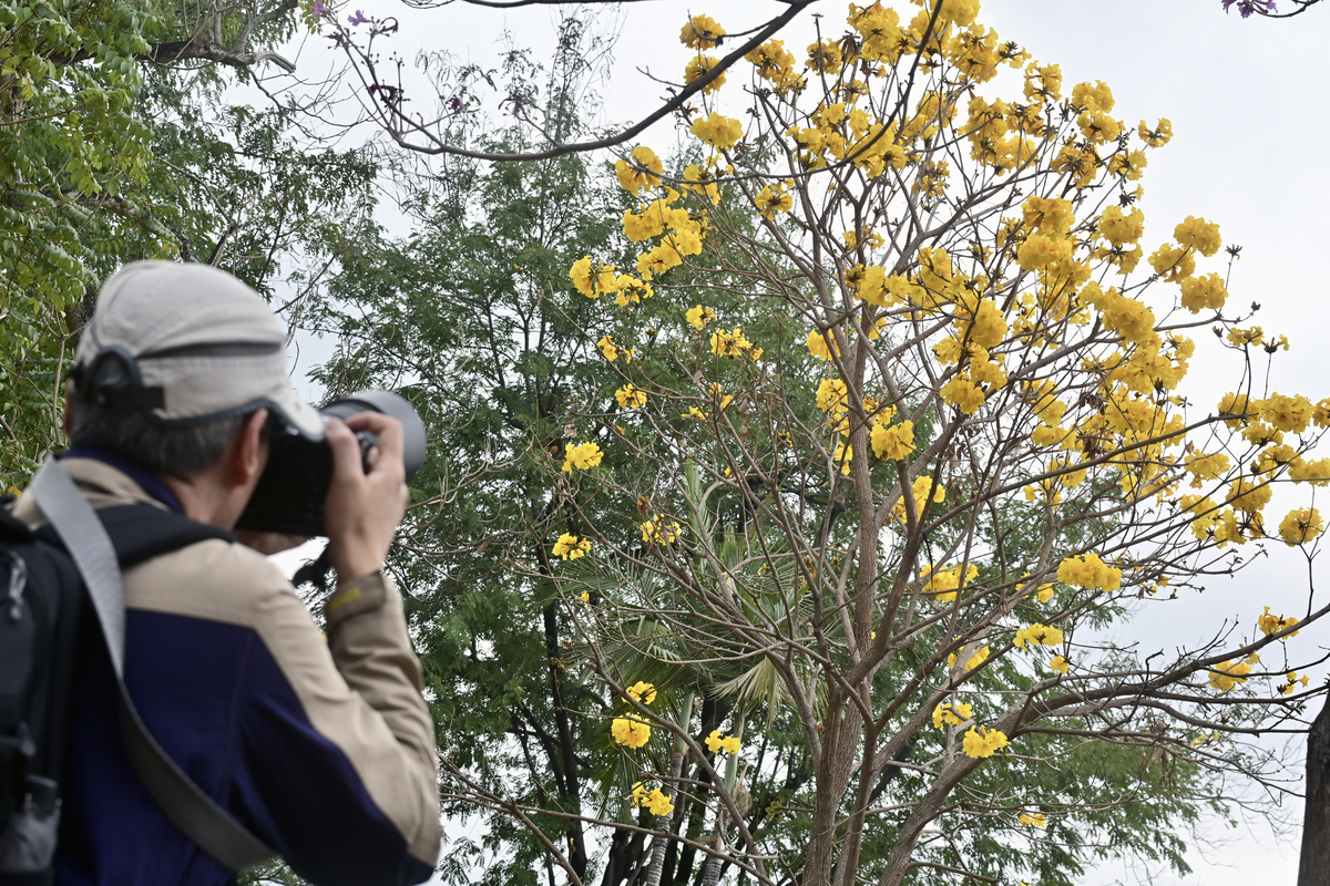 美化環境:  不論樹木生長於公園、遊樂場或路旁，康文署也希望充分展現其原有特性，讓市民享受城市綠化所帶來的好處。