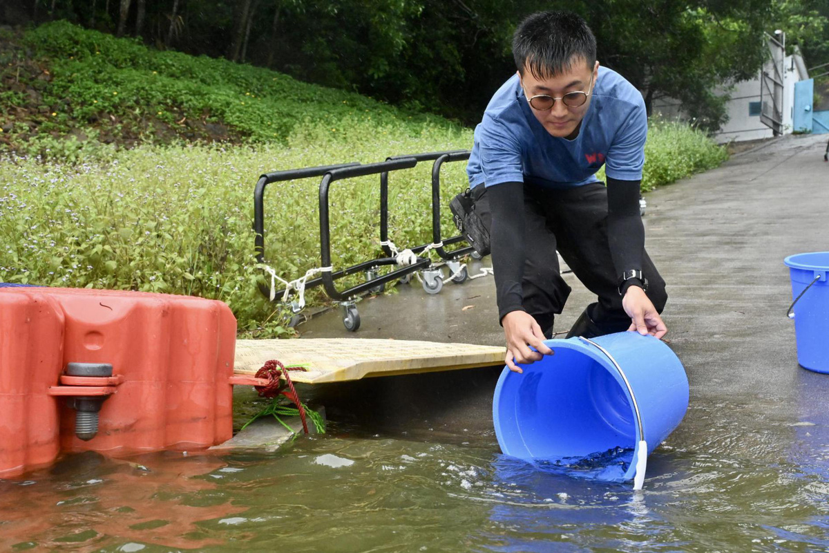 自然調節:  水務署每年會向藻類過盛的水塘投放約30萬條魚苗，利用不同魚類的攝食特性清除水藻，維持生態平衡。