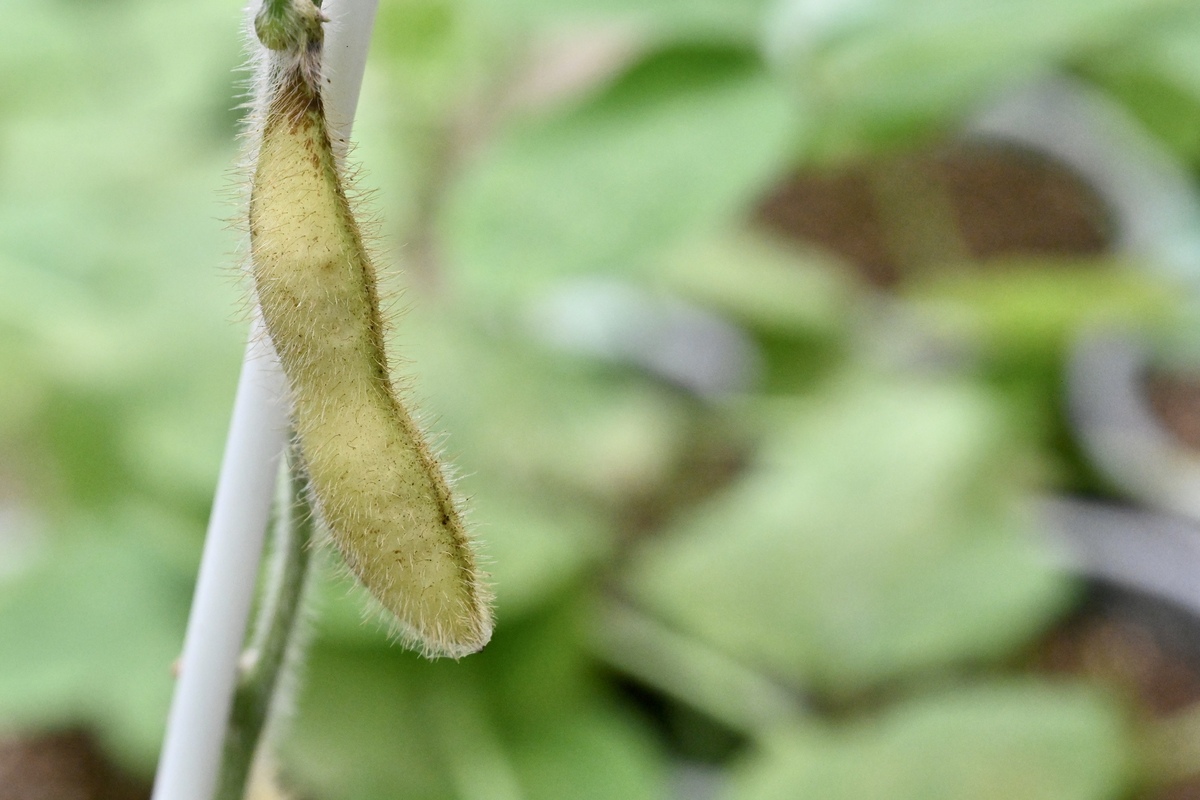 改良品種:  隴黃大豆耐鹽耐旱，可在國內土地較貧瘠的地區栽種。