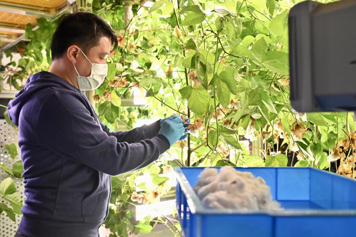 環保水耕: 時尚未來研究所首個項目包括水耕棉花種植,不但減少對土地的依賴,用水量更大減九成。