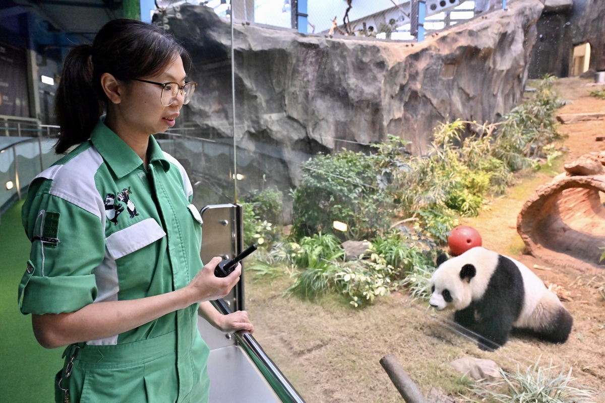 密切留意:  鄧巧賢說春天是大熊貓繁殖的季節，將觀察可可的行為變化。