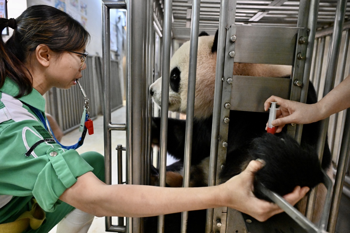 習以為常:  護理員以針筒輕觸安安的手臂，讓牠熟習抽血過程。