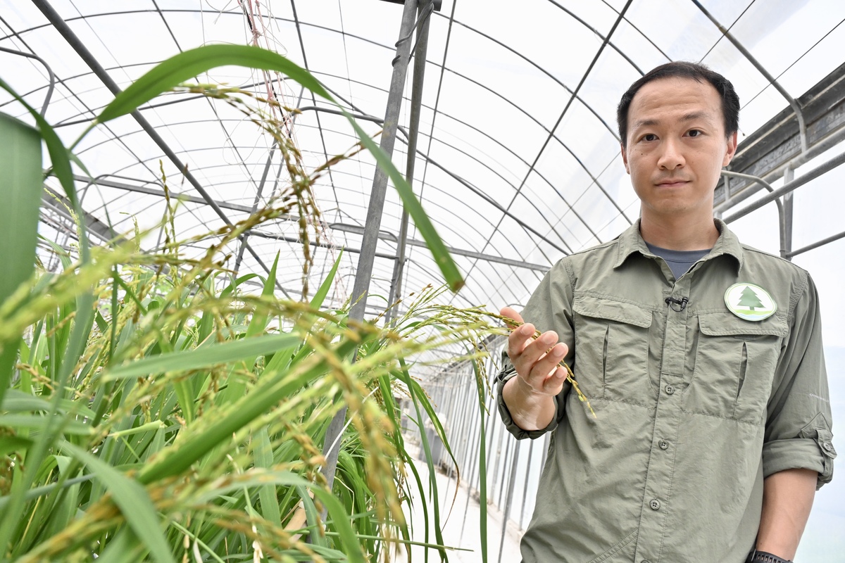 吸引消費:  張栢然表示，署方期望透過復育有特色或具本地歷史背景的農作物品種，吸引消費者購買本地農產品。