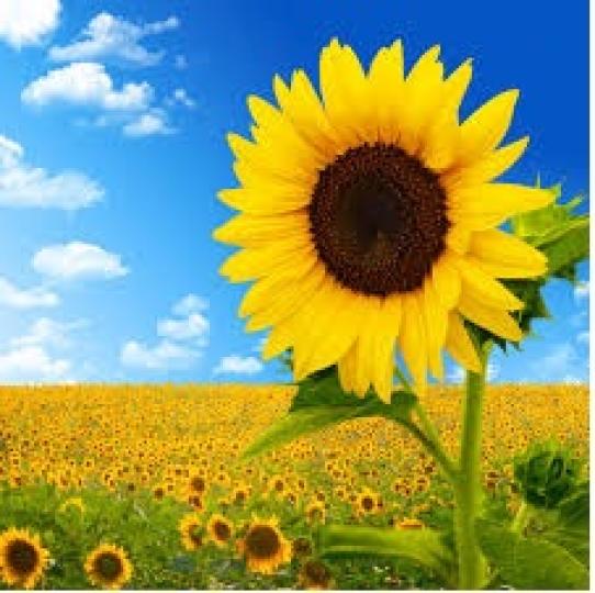 向日
            葵...