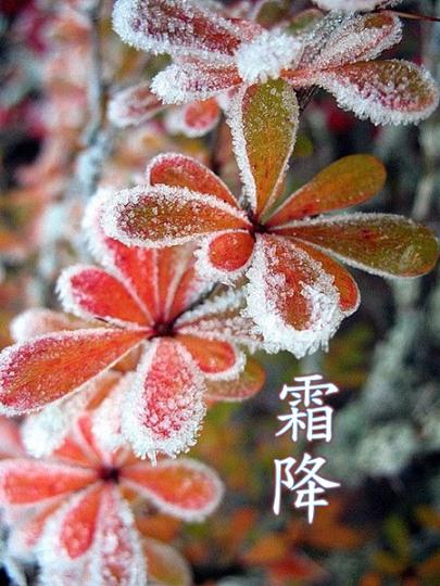 與友共賞:

《和陳述古拒霜花》蘇軾

千林掃作一番黃，只有芙蓉獨自芳。

喚作拒霜知未稱，細思卻是最宜霜。...