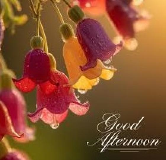 午安
                        愉快!...