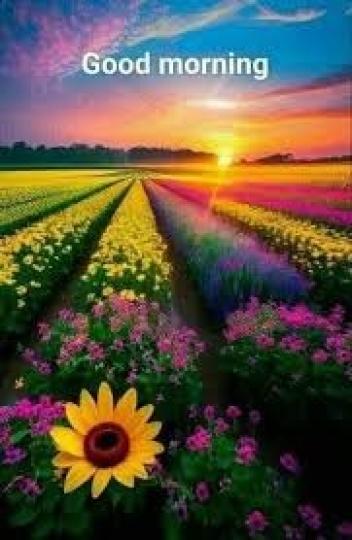 花的
                海洋!...