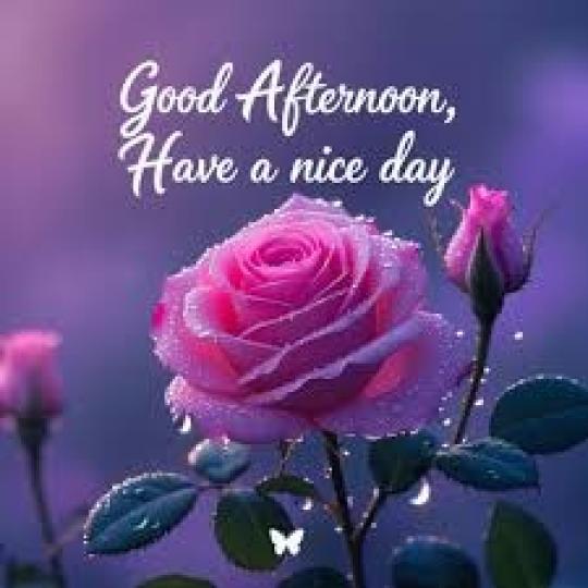 午安,
                  美好!...