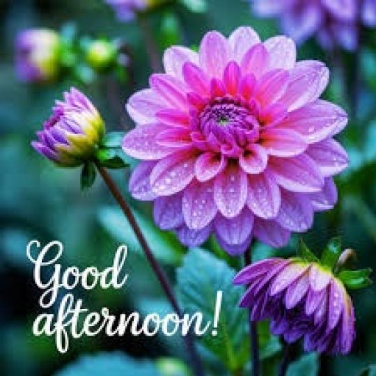 午安,
               美好!...