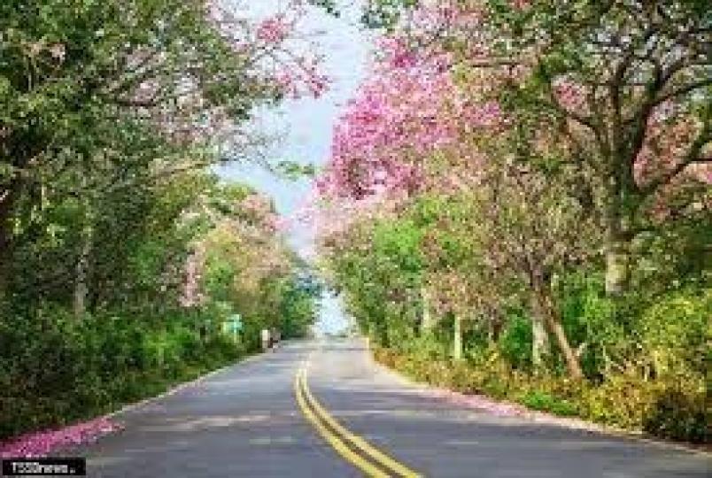 美麗
           花道!...