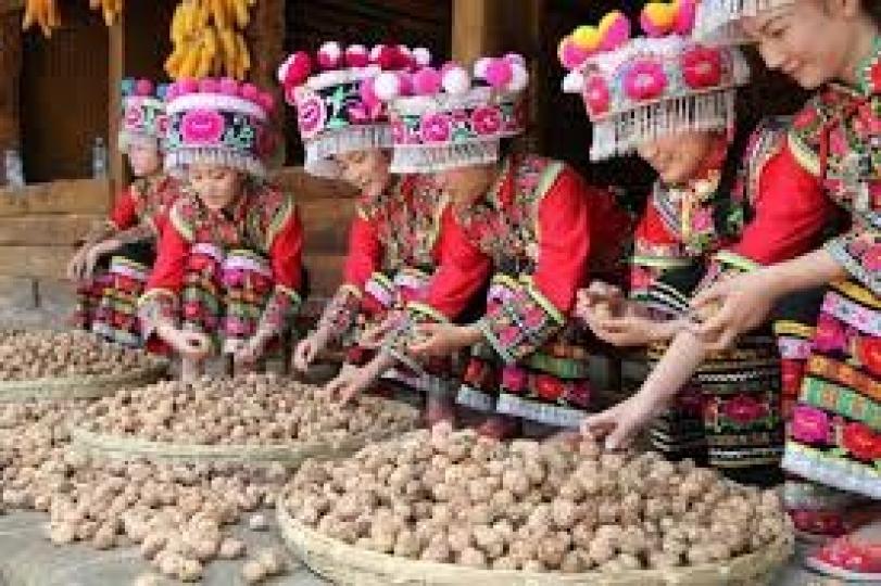 雲南
     慶豐收...