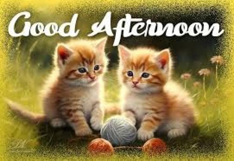 貓貓
             在嬉戲!...