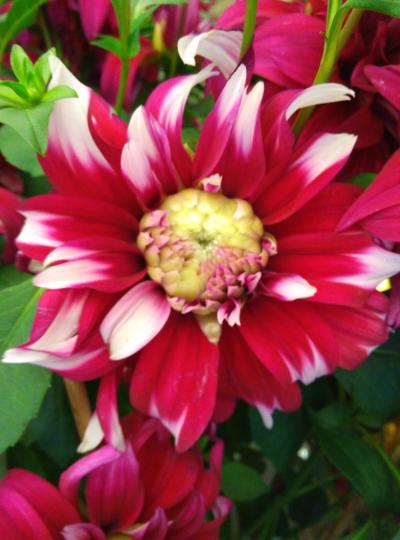 花花世界、種類繁多、各位晚上好...