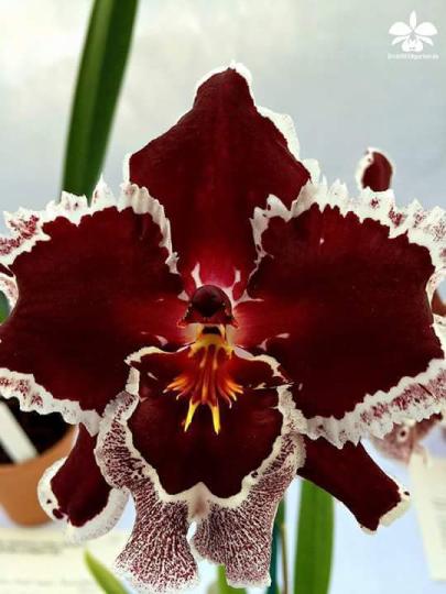 蘭花世界、品種繁多。...