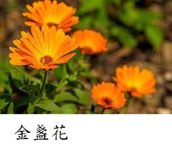 金盞
                  花...