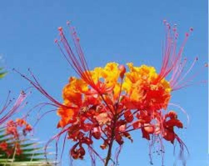 金鳳
                        花...