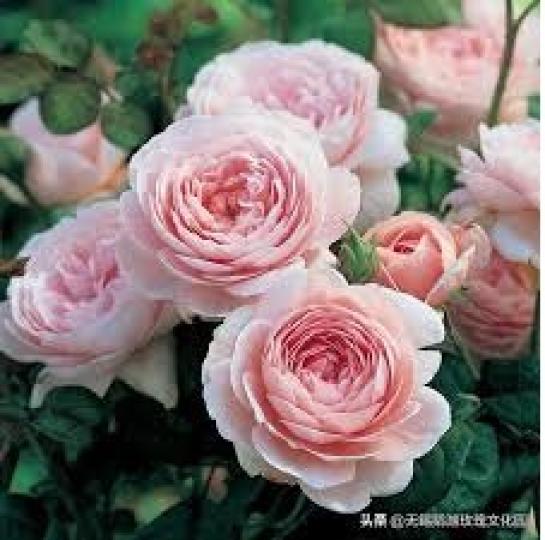 麝香
                     玫瑰...