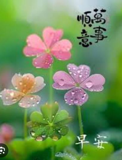 如意
                好運！...