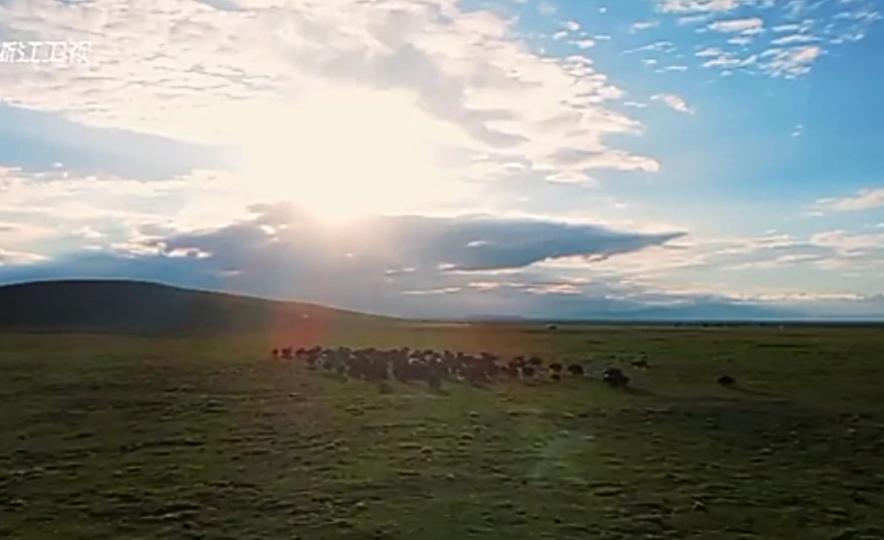 看 不看得見
                草原山的牛羊？！...