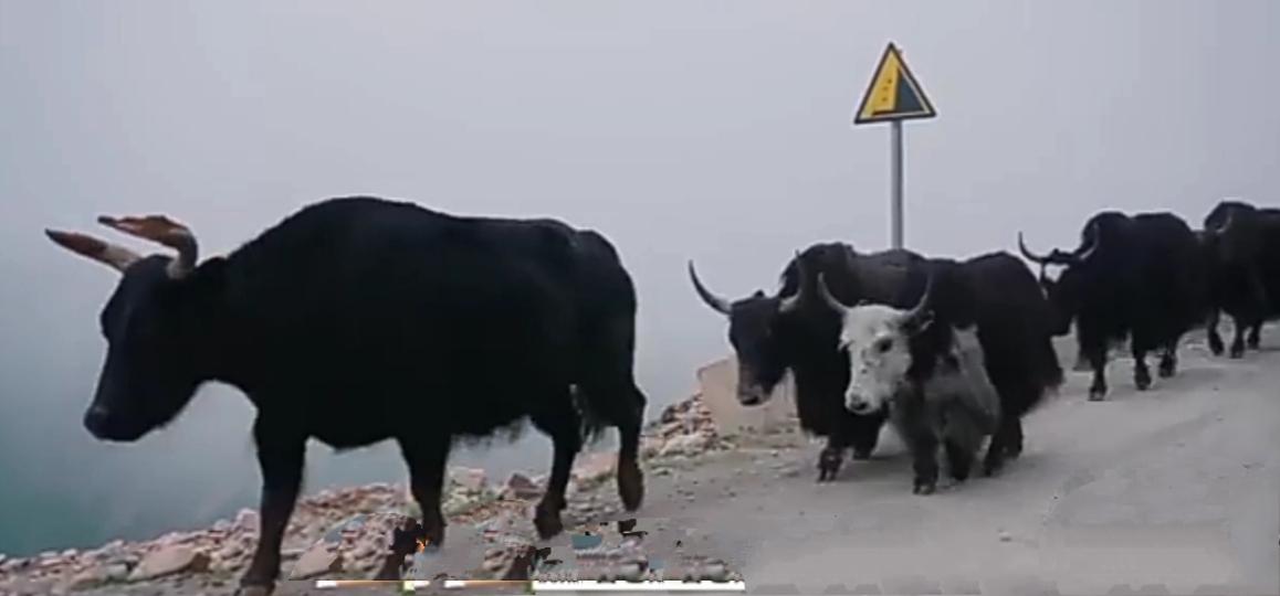 野外
               牛群！...