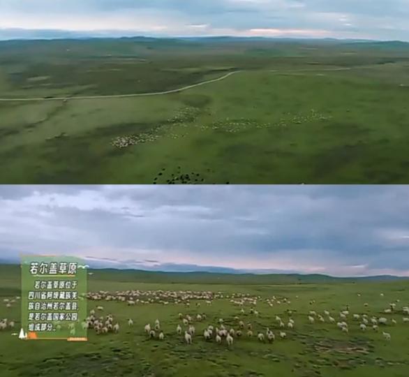 若爾蓋
                     草原！...