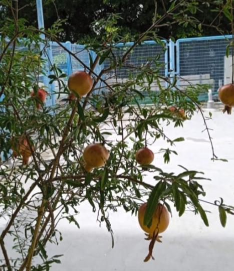 有果實,
                 感满足！...