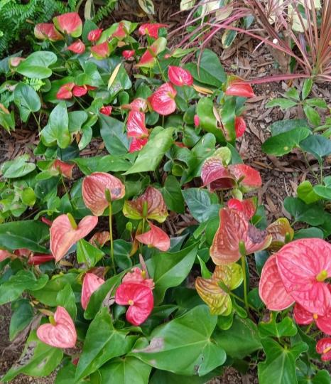 花開
              日美！...