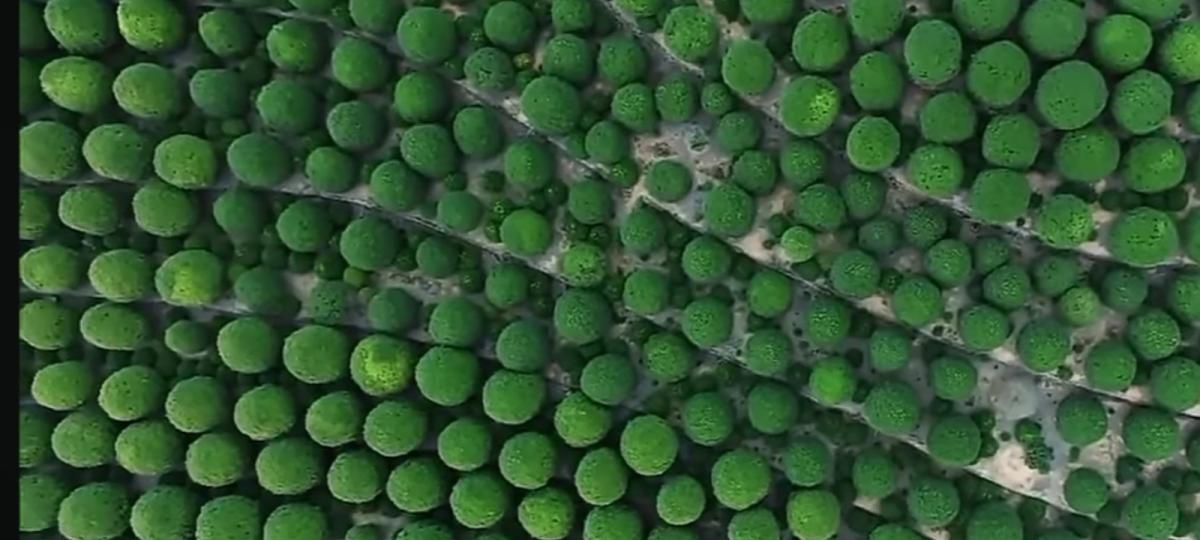 有趣
              的圓形植物！...