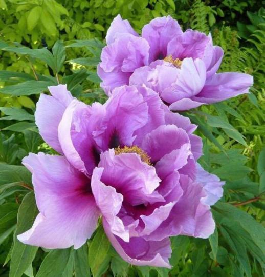 花花世界、品種繁多、讓我一一傳上給大家分享！...