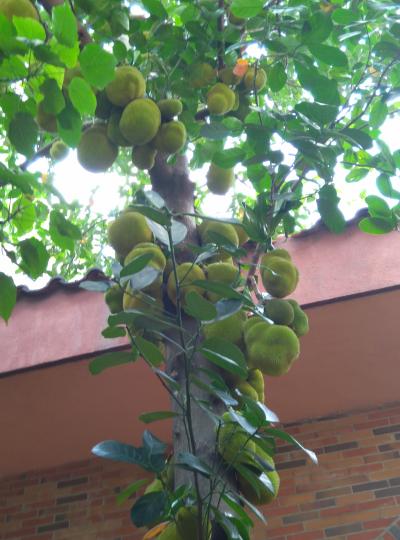 屋企樓下的榴蓮樹生長那麼多的果實。...