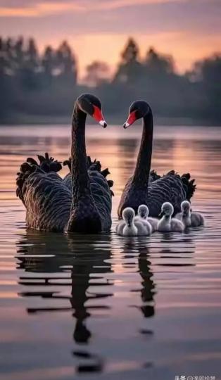 黒天鵝温馨的全家福图...