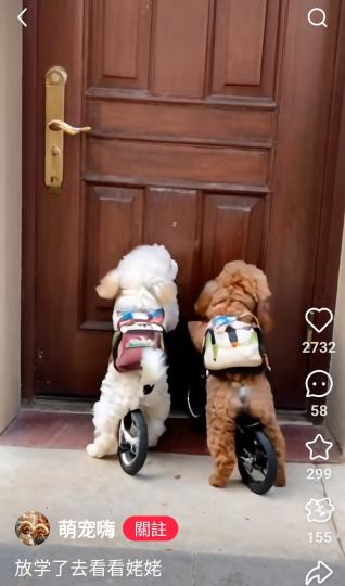 誰家的小狗.太乖巧.令人喜愛...