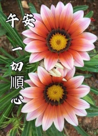 各位午安一切順心順意...