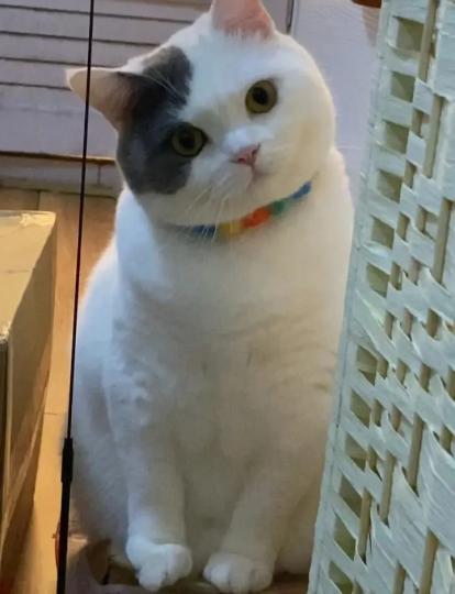 猫咪全神灌注.又有新發現...