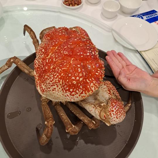 皇帝蟹真是很大隻可做三味足夠６人共饌...