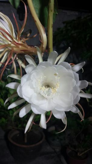 花花世界(10a)----夜晚才開花、明天就枯了。...