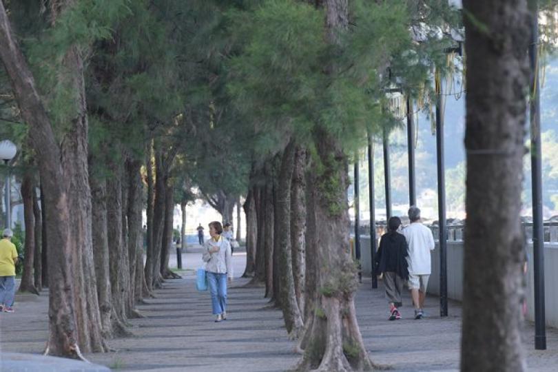 發展局成立樹木審視小組