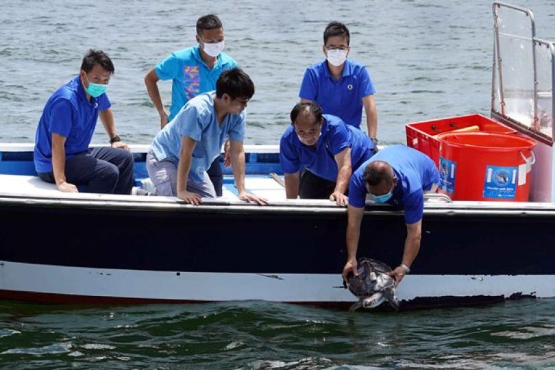 漁護署放流七隻綠海龜