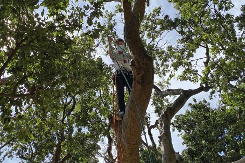 學習資助計劃 培育樹藝從業員