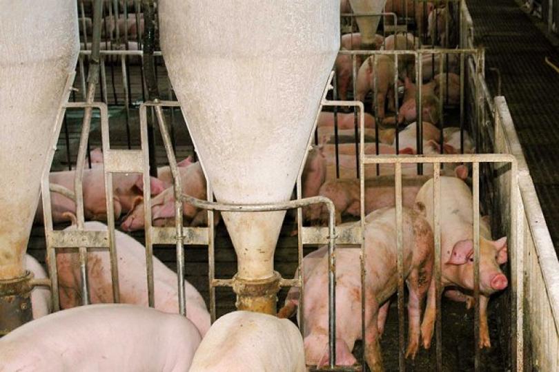 豬場現非洲豬瘟病毒 豬隻全銷毀