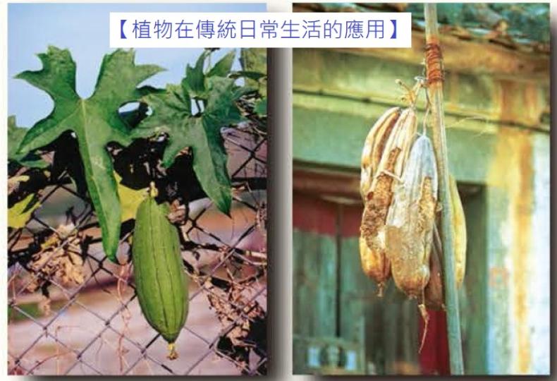 【植物在傳統日常生活的應用】