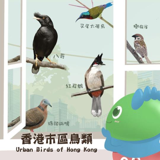 【我們的好鄰居 – 市區雀鳥】