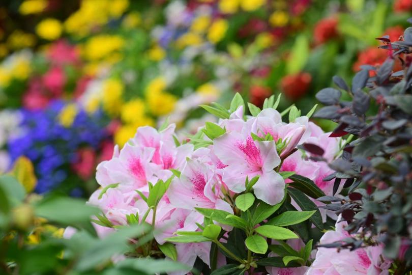 百花爭妍:  市民可於網上花展欣賞主題花杜鵑的美態。